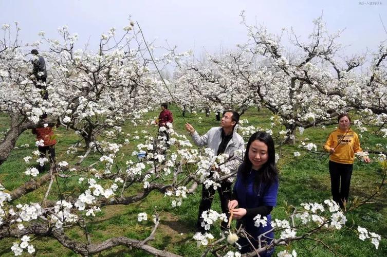 砀山县属于哪个市