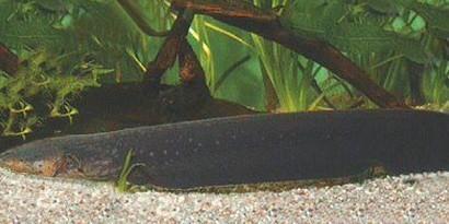 电鳗为什么会放电