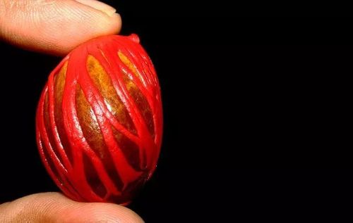 豆蔻年华是什么意思