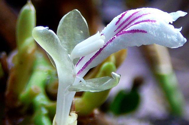 芳龄是什么意思