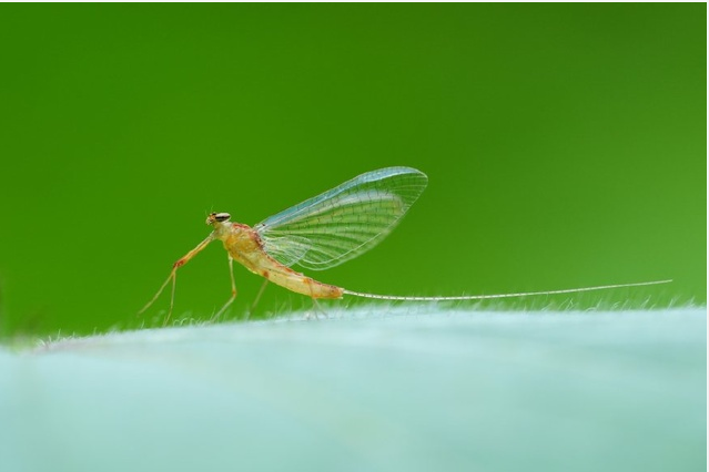 蜉蝣是什么动物