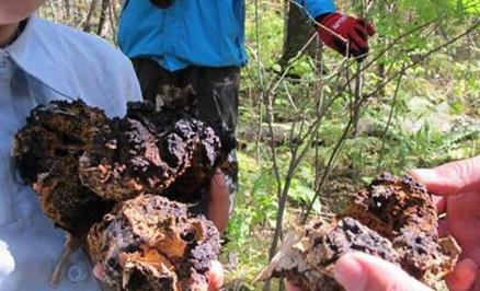 桦树茸的功效与作用