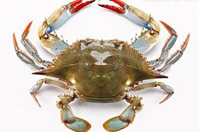 怀孕前三个月食谱