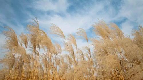 蒹葭苍苍什么意思