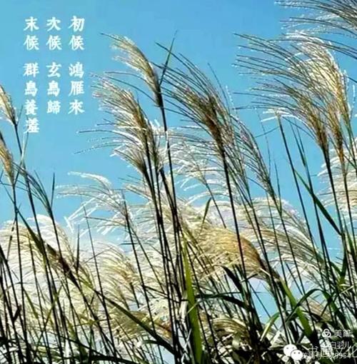 蒹葭苍苍什么意思