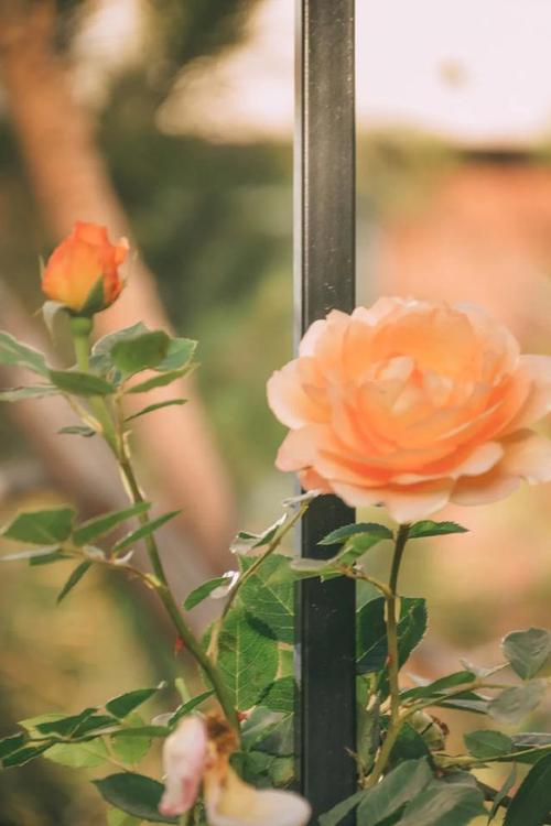 惊艳是什么意思