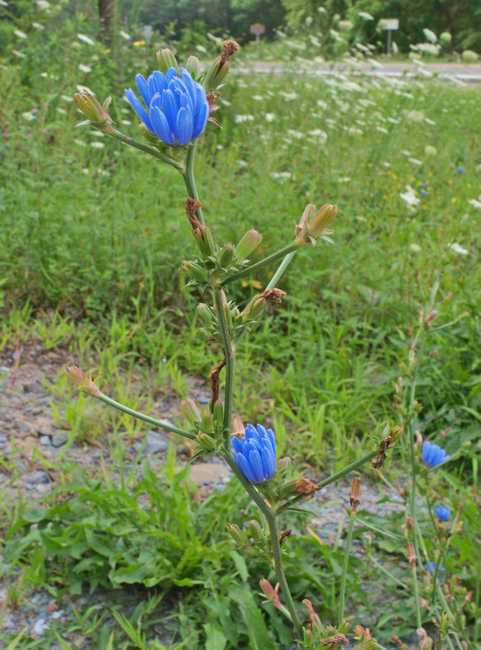 菊苣的功效与作用