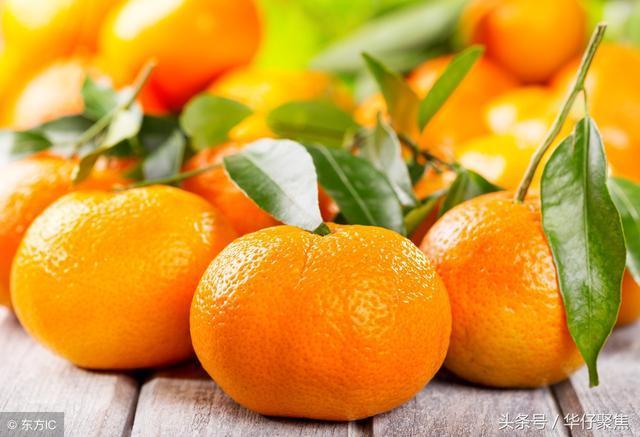 橘子的品种