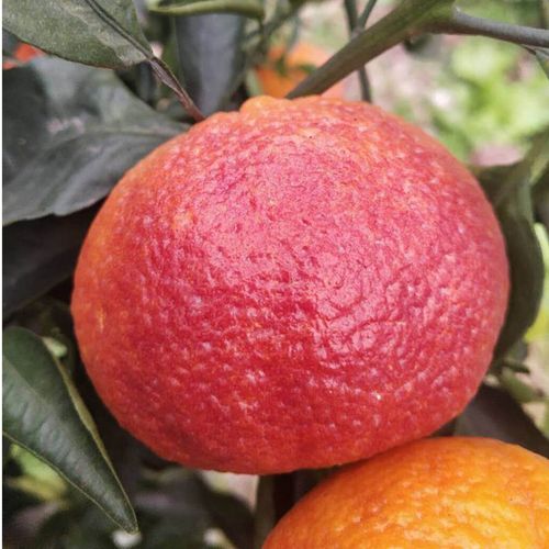 橘子有哪些品种