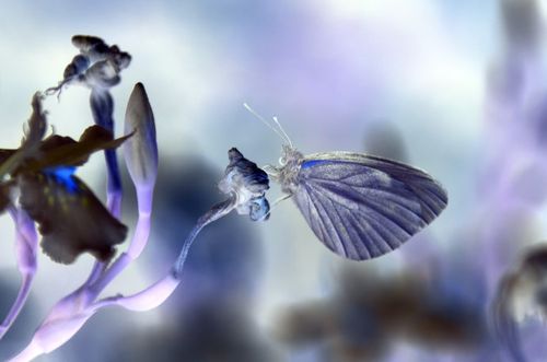 空谷幽兰什么意思