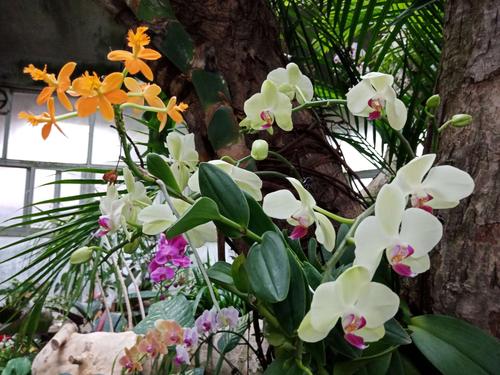 空谷幽兰是什么意思