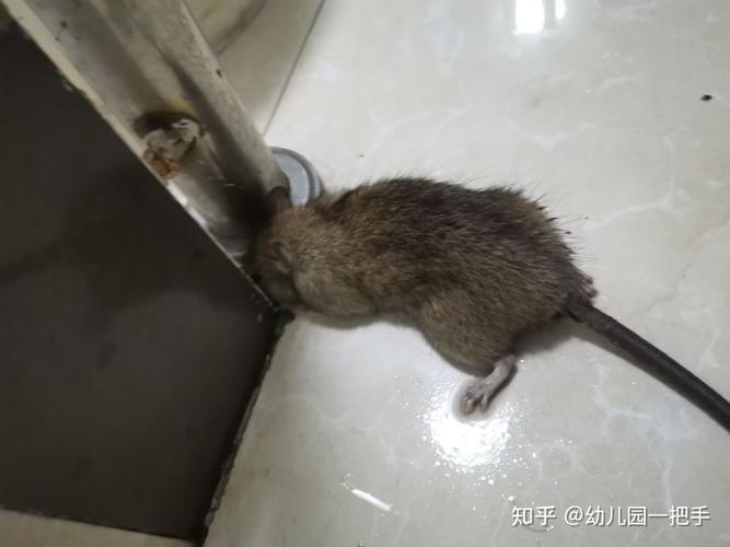 老鼠怎么消灭