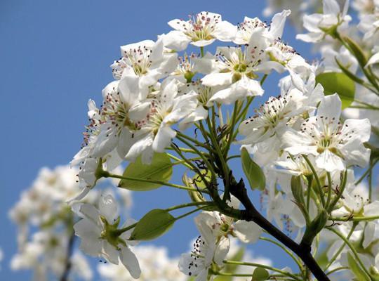 梨花什么季节开
