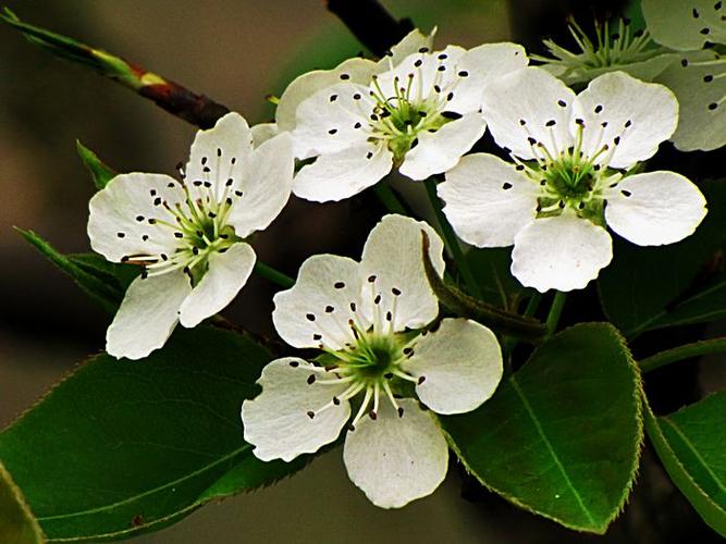 梨花什么季节开