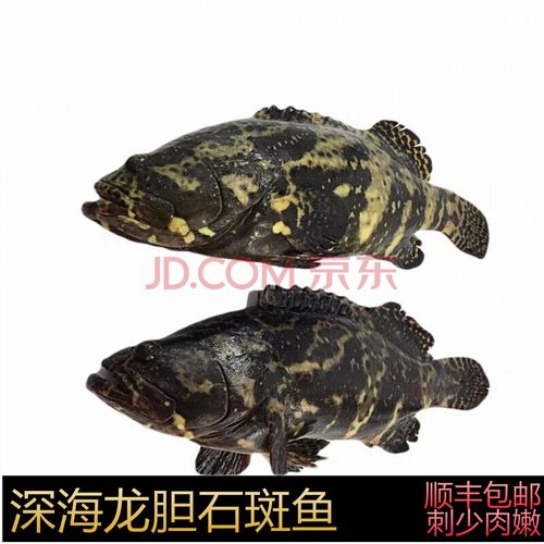 龙趸和石斑鱼区别