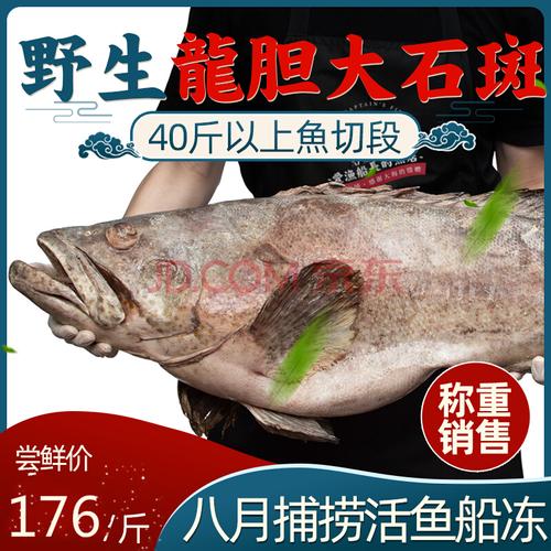 龙趸和石斑鱼区别