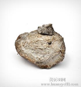 龙涎香一克多少钱