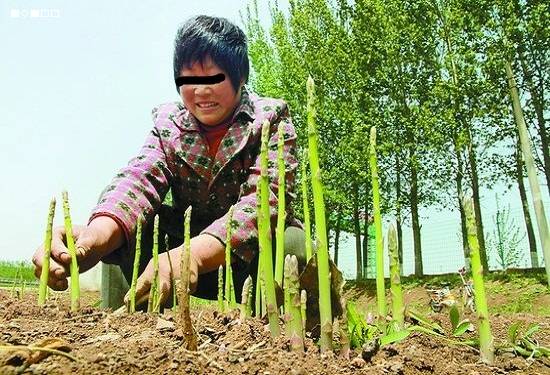 农村创业项目推荐