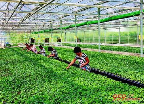 农村干什么赚钱