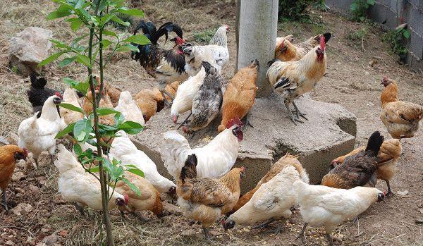 农村养殖啥赚钱