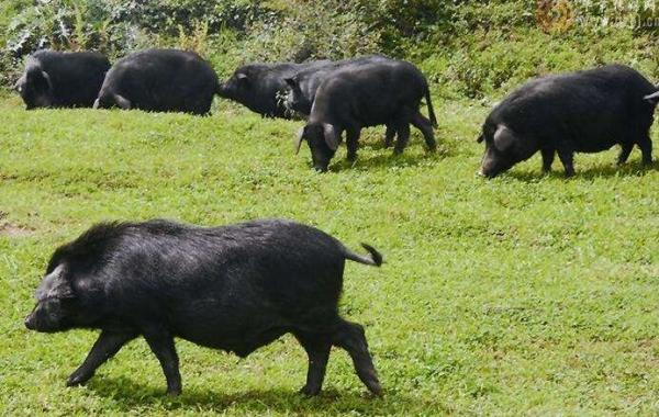 农村养殖啥赚钱
