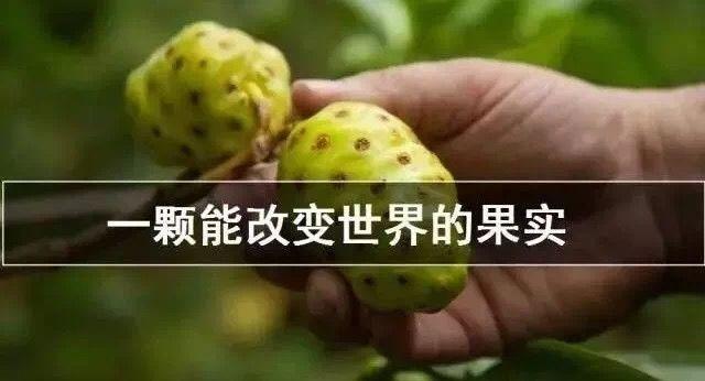诺丽果的功效与作用