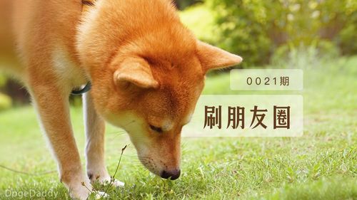 朋友圈晒狗配文