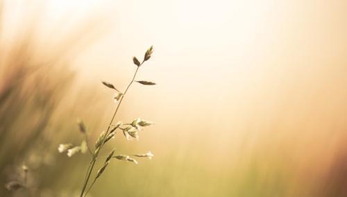 人微言轻什么意思