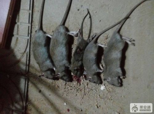 如何消灭老鼠