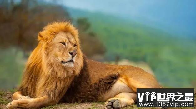 什么动物最厉害