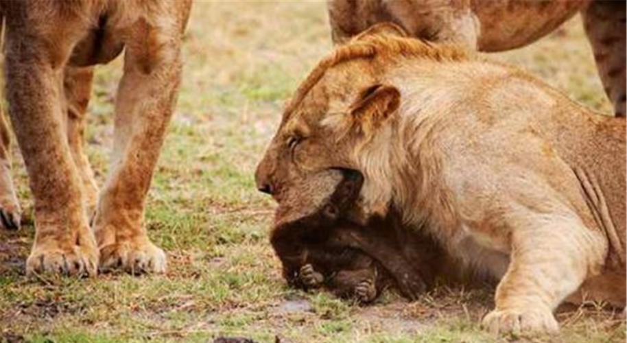 什么动物最厉害