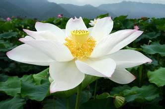 什么是白莲花