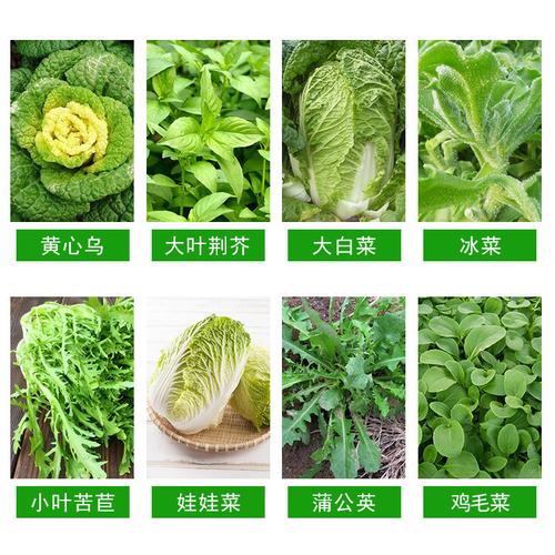蔬菜种类大全