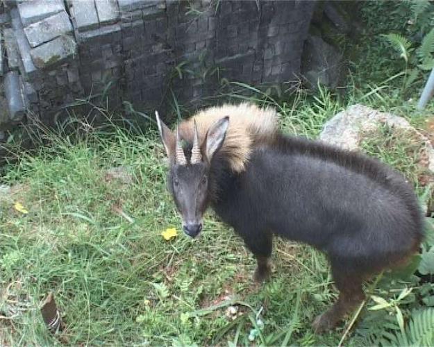 四不像是什么动物