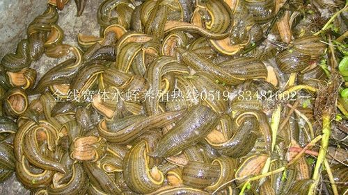 烫水蛭的功效与作用