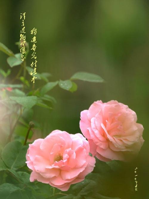 雾里看花什么意思