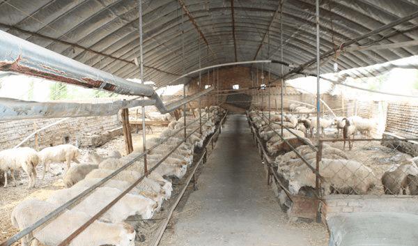 养殖什么不愁销路