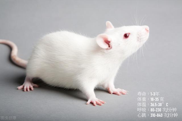 以身相许什么意思