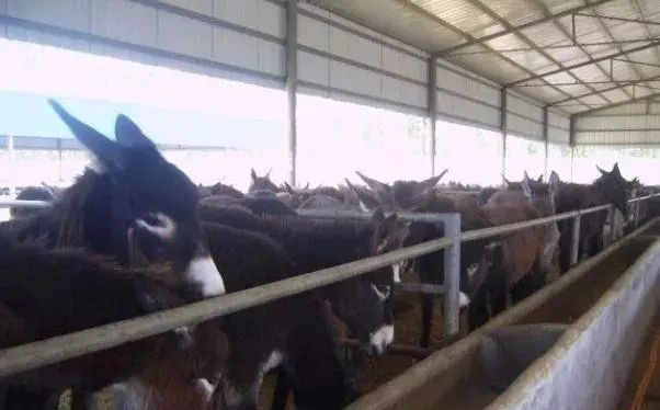 在农村养啥赚钱