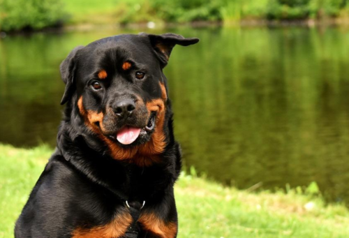 最聪明的狗排名