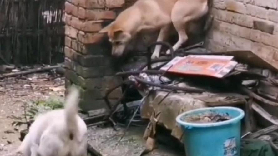 各种搞笑短视频