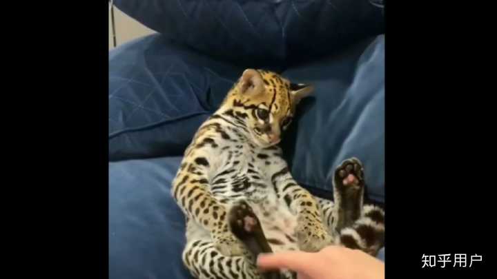 虎猫短视频
