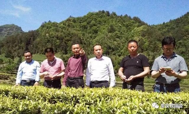 茶叶适合做跨境电商吗