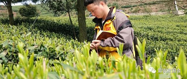 茶叶适合做跨境电商吗