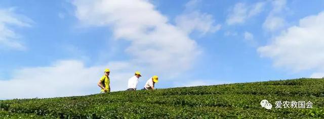 茶叶适合做跨境电商吗