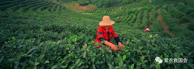 茶叶适合做跨境电商吗