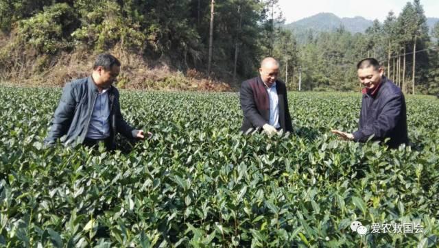 茶叶适合做跨境电商吗