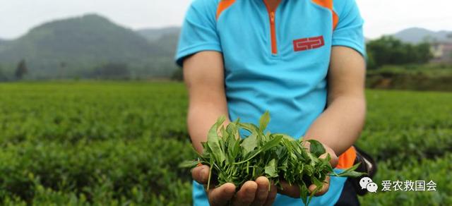 茶叶适合做跨境电商吗