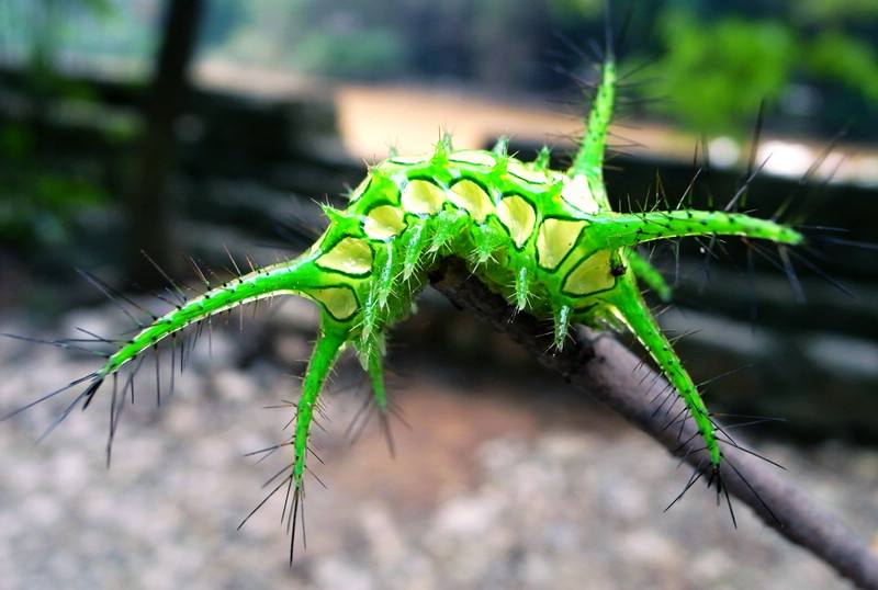 毛毛虫电商(毛毛虫电商上班怎么样)