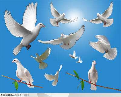 电商白鸽(白鸽 电商)